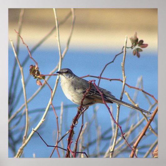Poster d'oiseau-mouche du Nord (Devant)