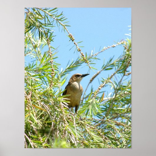 Poster d'oiseau noir (Devant)