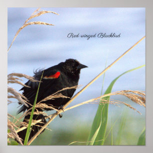 Poster d'oiseau-noir à ailes rouges