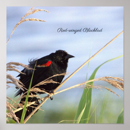 Poster d'oiseau-noir à ailes rouges (Devant)