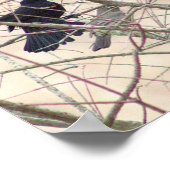 Poster d'oiseau-noir à ailes rouges (Coin)