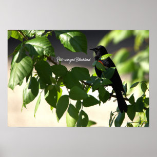 Poster d'oiseau-noir à ailes rouges