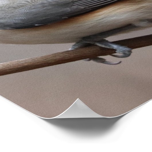 Poster d'oiseaux (Coin)