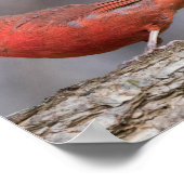 Poster d'oiseaux (Coin)