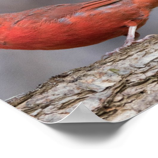 Poster d'oiseaux (Coin)