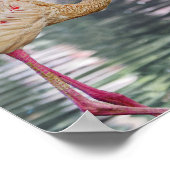 Poster d'oiseaux (Coin)