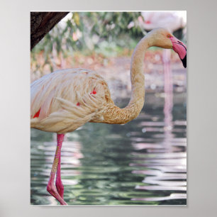 Poster d'oiseaux