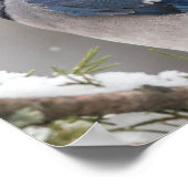 Poster d'oiseaux Blue Jay (Coin)
