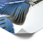 Poster d'oiseaux Blue Jay (Coin)