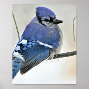 Poster d'oiseaux Blue Jay