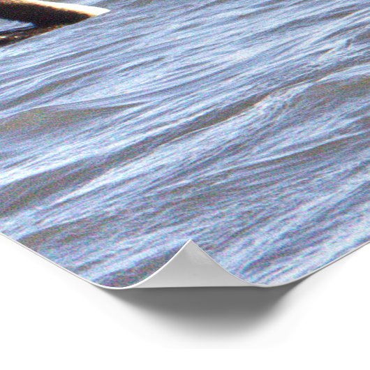 Poster d'oiseaux cormorans à double crête (Coin)