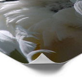 Poster d'oiseaux de Cockatoo blanc (Coin)