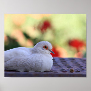 Poster d'oiseaux de colombe
