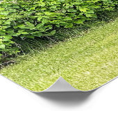 Poster d'oiseaux de Turquie sauvage (Coin)