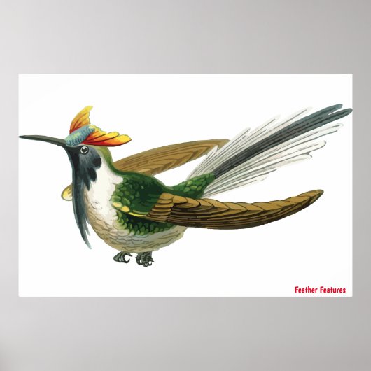 Poster d'oiseaux en plumes (Devant)