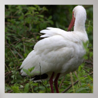 Poster d'oiseaux Ibis