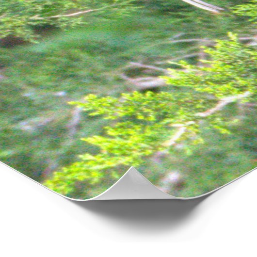 Poster d'oiseaux Ibis glacé (Coin)