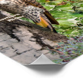 Poster d'oiseaux jardins du sud de l'Ontario (Coin)