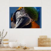 Poster d'oiseaux Macaw Parrot coloré (Cuisine)