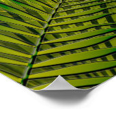 Poster d'oiseaux tropicaux (Coin)