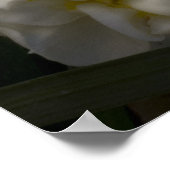 Poster Doit être un Dream Narcissus Daffodils (Coin)