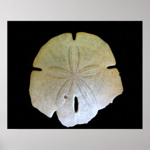 Poster Dollar de sable