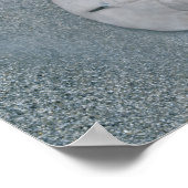 Poster Dollar de sable sur la plage | Île de Sanibel, Flo (Coin)