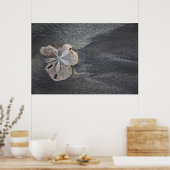 Poster Dollar de sable sur sable (Cuisine)