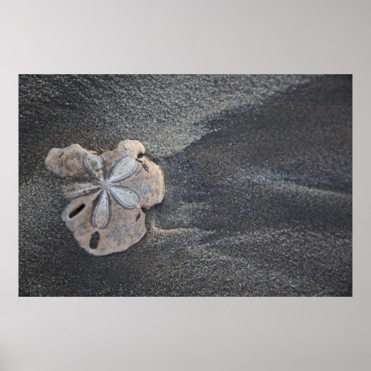 Poster Dollar de sable sur sable (Devant)