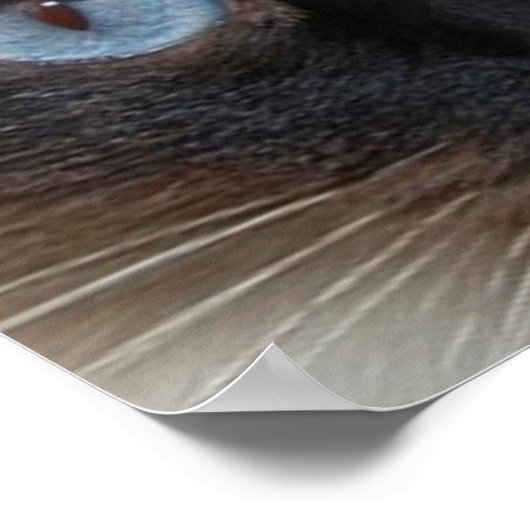 POSTER DOLLY LE CHAT RAGDOLL (Coin)