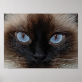 POSTER DOLLY LE CHAT RAGDOLL (Devant)
