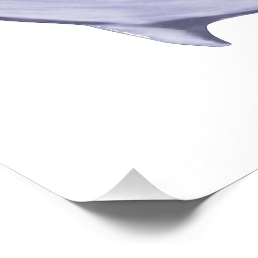 Poster Dolphin (Coin)