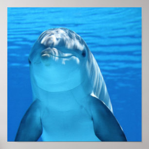 Poster Dolphin