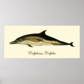 Poster Dolphin Delphinus Delphis, Mammifères marins Vinta (Devant)
