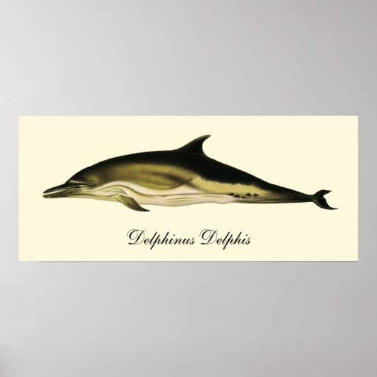 Poster Dolphin Delphinus Delphis, Mammifères marins Vinta (Devant)