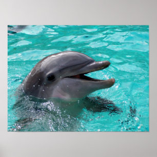Poster Dolphin head in aquamarine water