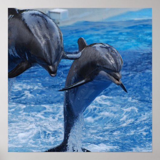 Poster Dolphin Jumping (Voorkant)