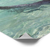 Poster Dolphins, Sea World, Gold Coast, Queensland, (Coin)