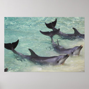 Poster Dolphins, Sea World, Gold Coast, Queensland,