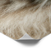 Poster Domestic cat (Coin)