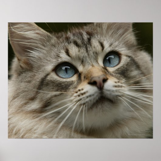 Poster Domestic cat (Devant)