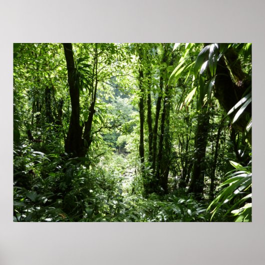 Poster Dominicain Forêt de pluie II Vert tropical (Devant)
