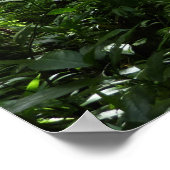 Poster Dominicain Forêt de pluie II Vert tropical (Coin)