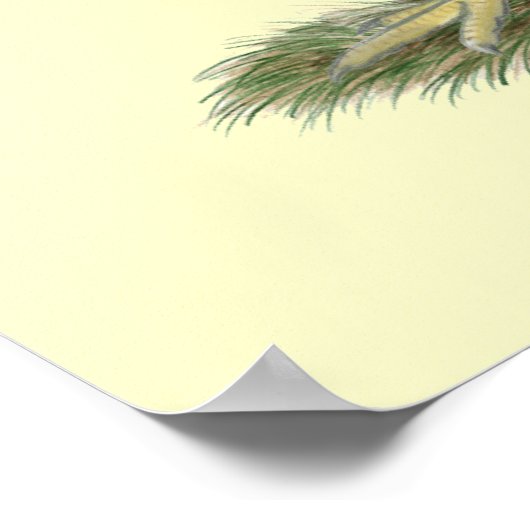 Poster Dominique Chickens (Coin)