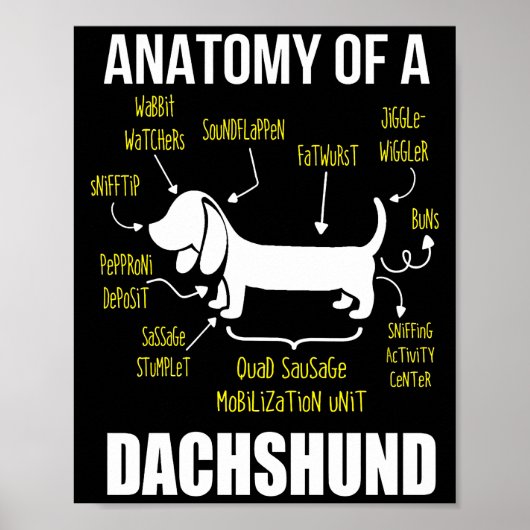 Poster Don de chien | Anatomie De Dachshund (Devant)