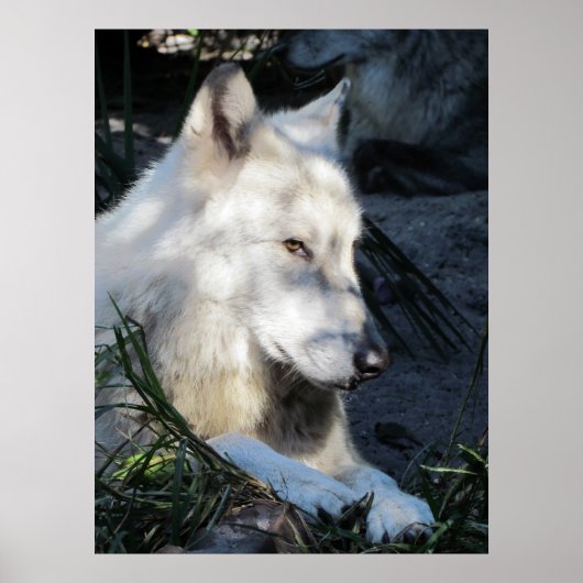 Poster Don Juan Wolf (Devant)