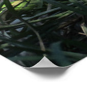 Poster Don Juan Wolf (Coin)