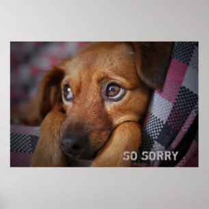 Poster Donc désolé
