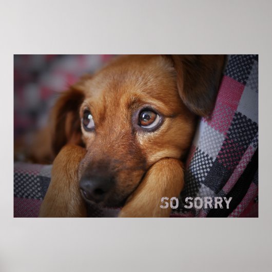 Poster Donc désolé (Devant)