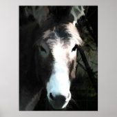 POSTER DONKEY (Devant)